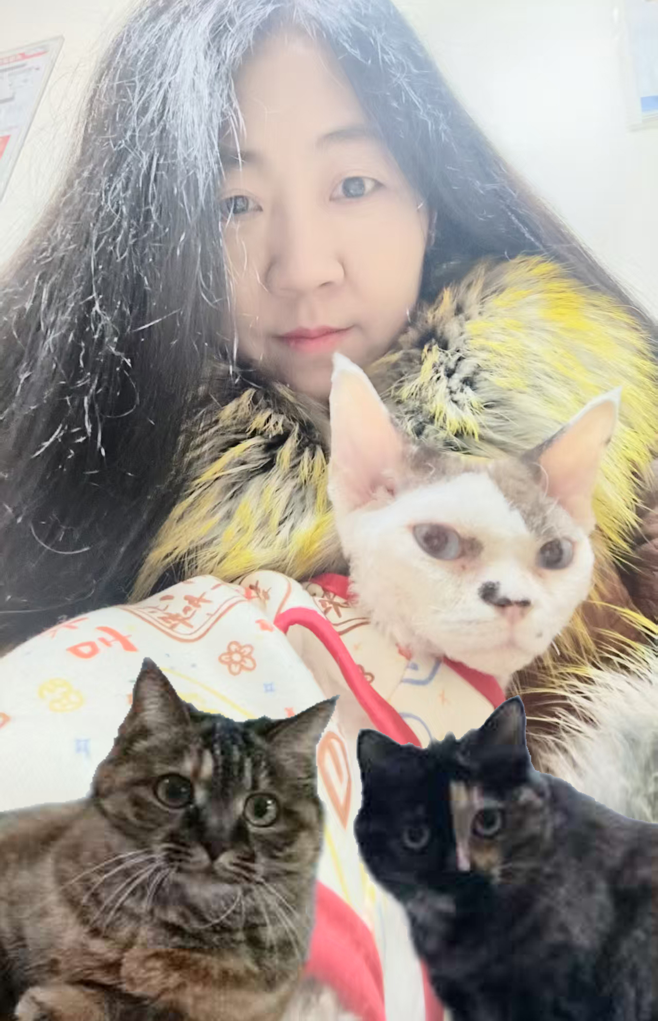 猫.jpg