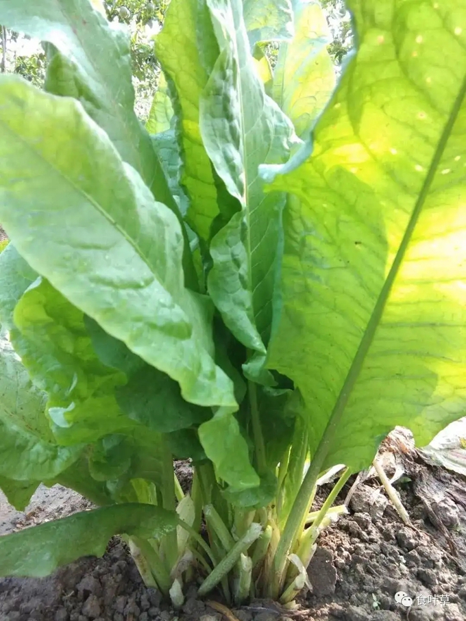 威州川红色文化传承助力乡村振兴 植物金矿+阳台经济让健康食食在在(图2)